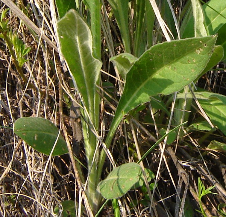 Identificazione: Verbascum?